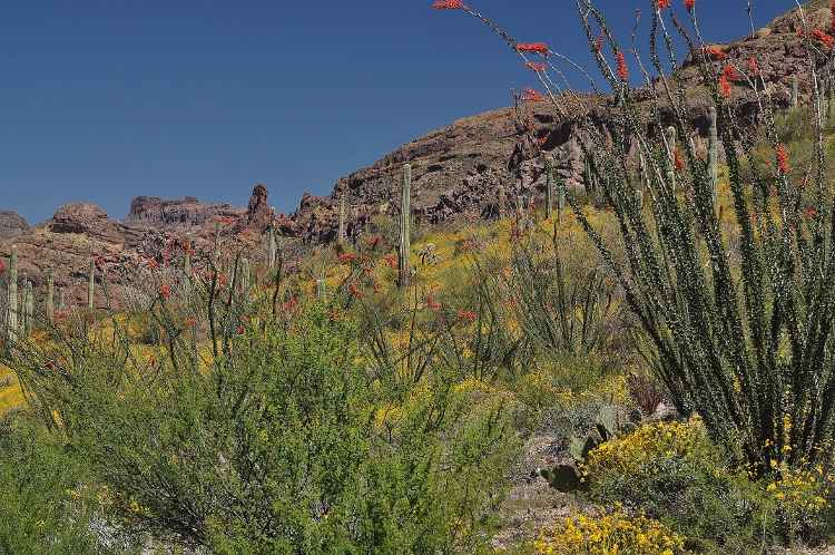 the desert floor